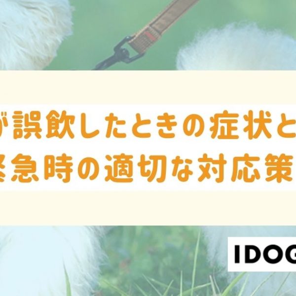 犬が誤飲したときの症状とは？緊急時における飼い主の適切な対応策も