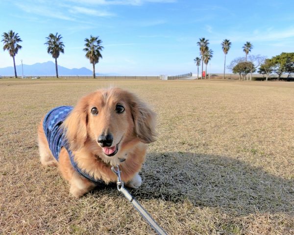 愛犬の旅行デビュー｜いつから行ける？持ち物は？注意点と失敗しない旅先の選び方