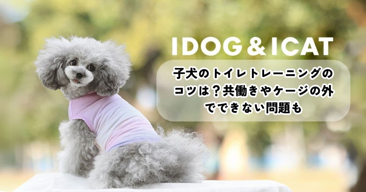 子犬のトイレトレーニングのコツは？共働きやケージの外でできない問題も