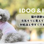 猫の誤飲は元気そうに見えても危険！対処法と今日からできる予防策は？