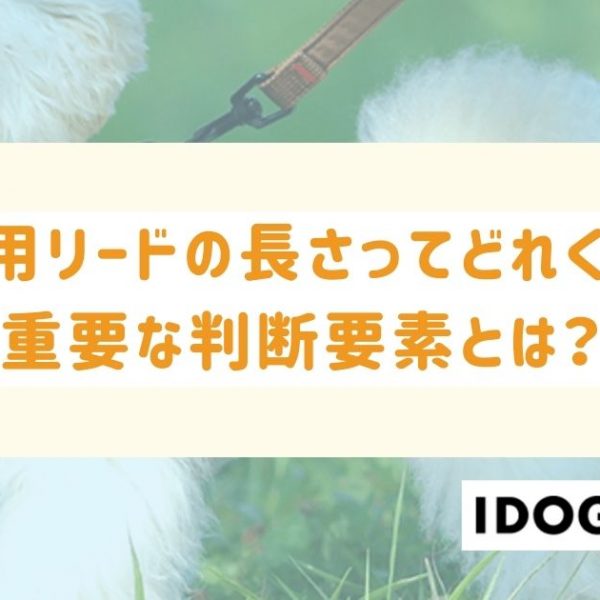 犬の散歩用リードの長さってどれくらいがいい？重要な判断要素とは？