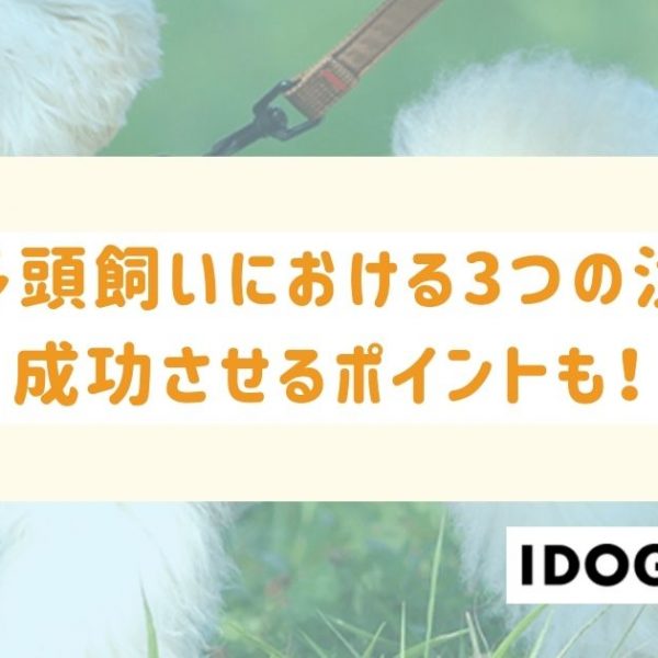 犬の多頭飼いにおける3つの注意点とは？成功させるポイントも！