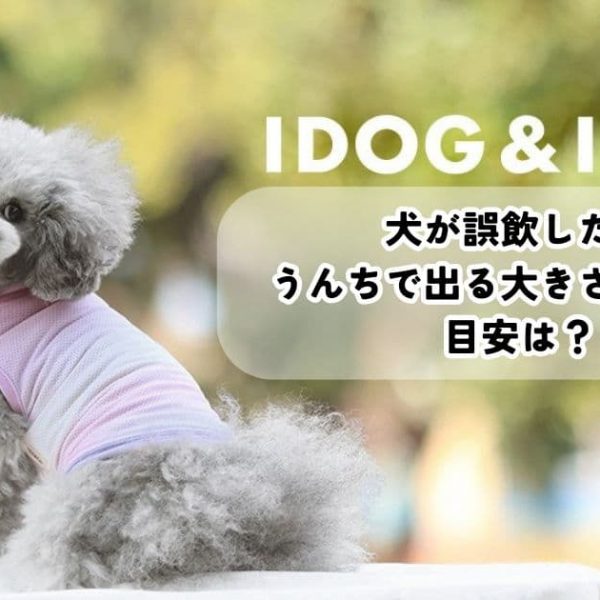 犬が誤飲した！うんちで出る大きさや日数の目安は？危険度チェックリストも