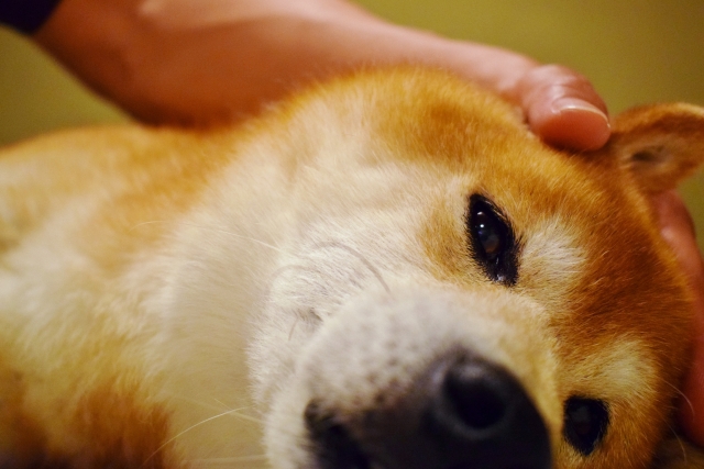 耳掃除の練習にマッサージをされる犬