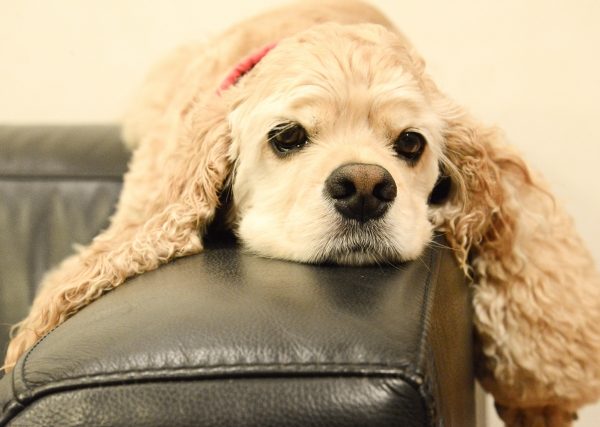 犬の耳掃除の正しいやり方と頻度を解説！嫌がる時の対処法