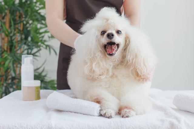 耳掃除の練習でマッサージをされる犬