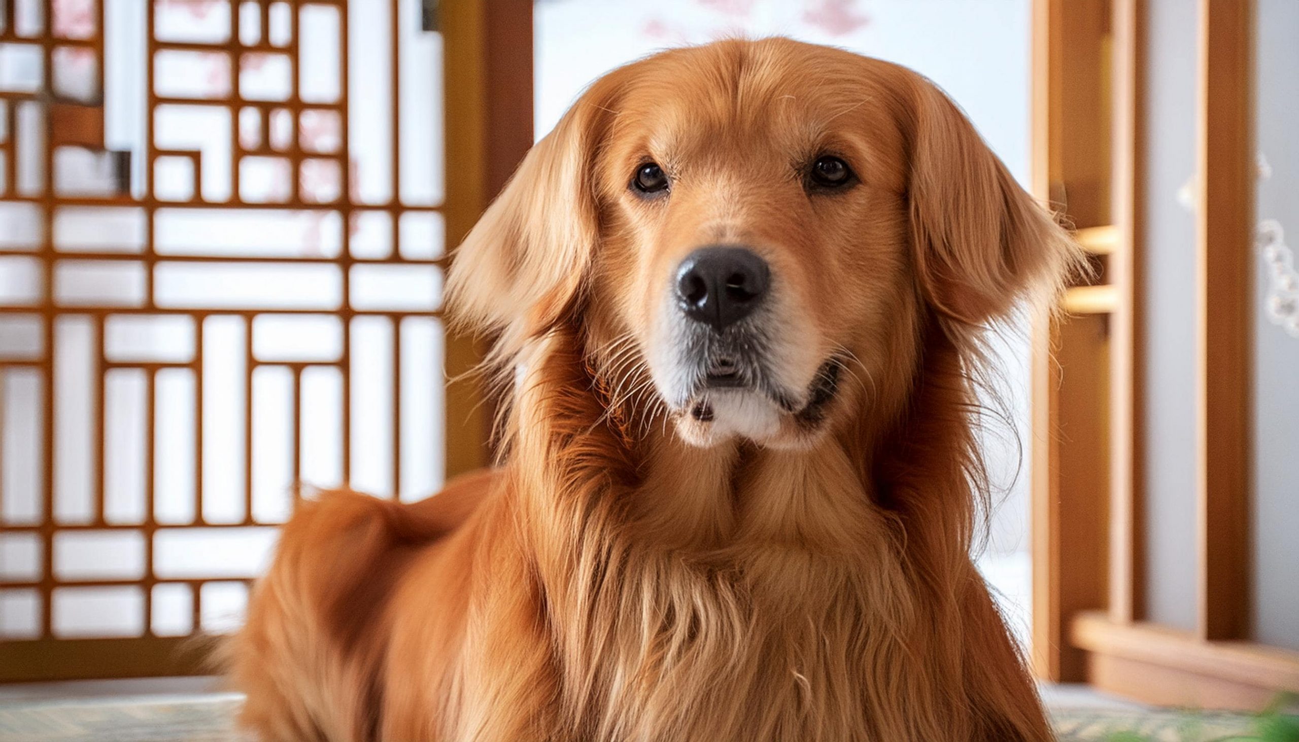 なぜ私だけ？犬が家族の中で噛む人と噛まない人がいる理由