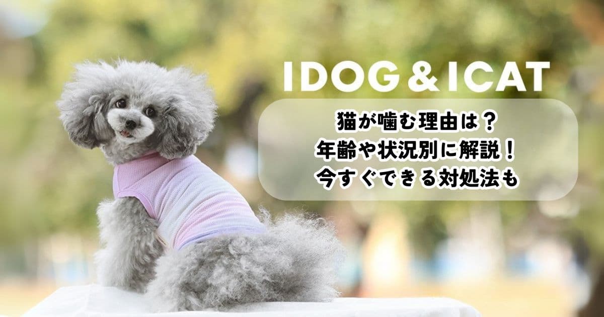 猫が噛む理由は？年齢や状況別に解説！今すぐできる正しい対処法も