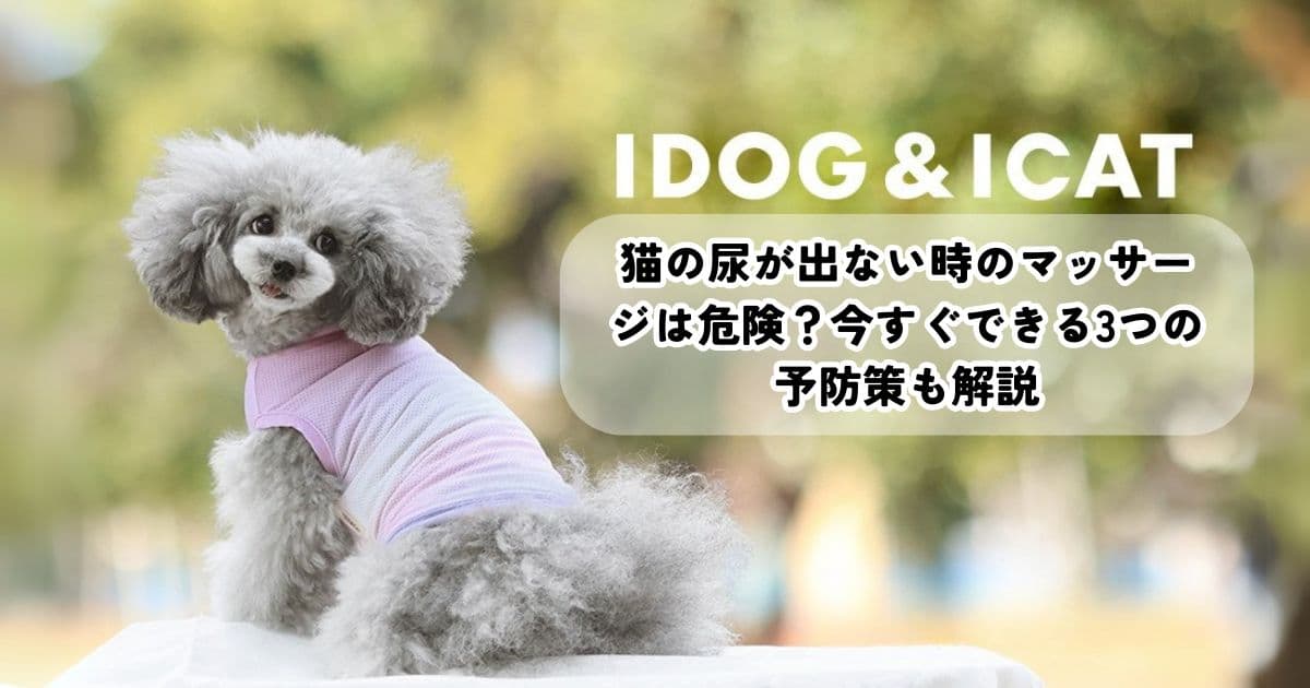 猫の尿が出ない時のマッサージは危険？今すぐできる3つの予防策も解説