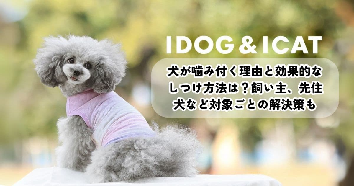 犬が噛み付く理由と効果的なしつけ方法は?飼い主、先住犬など対象ごとの解決策も