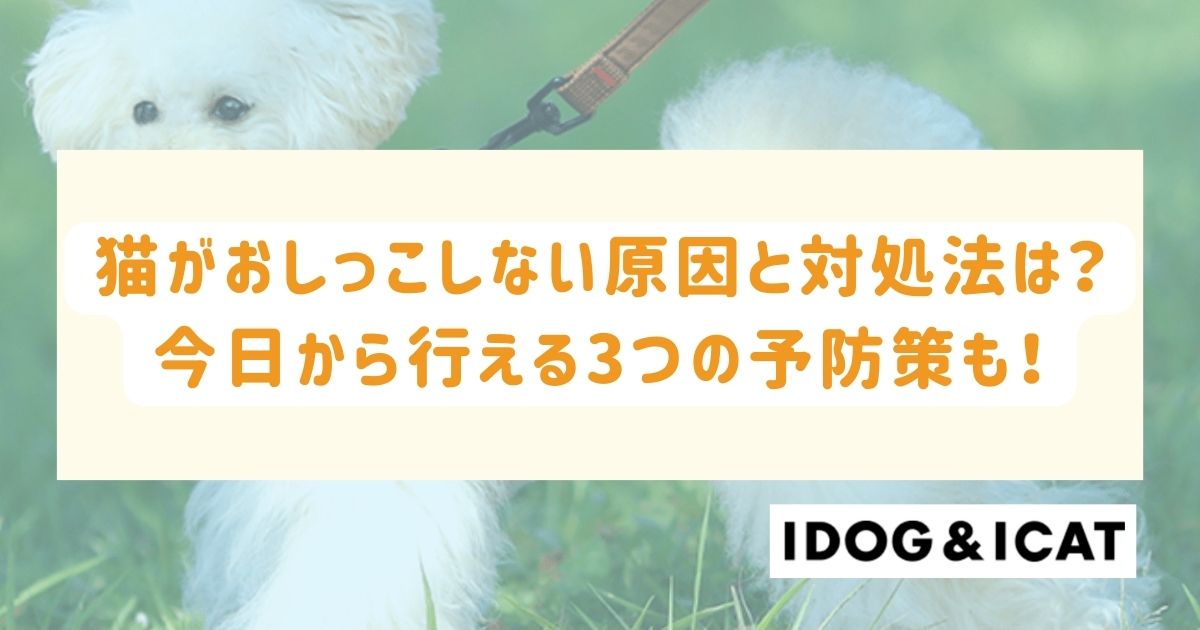 猫がおしっこしない原因と対処法は?今日から行える3つの予防策も!