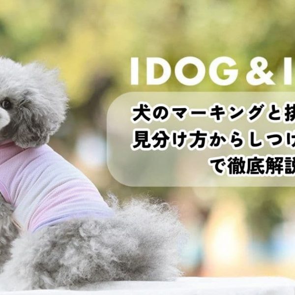 犬のマーキングと排尿の違いは？見分け方からしつけ、対策まで徹底解説