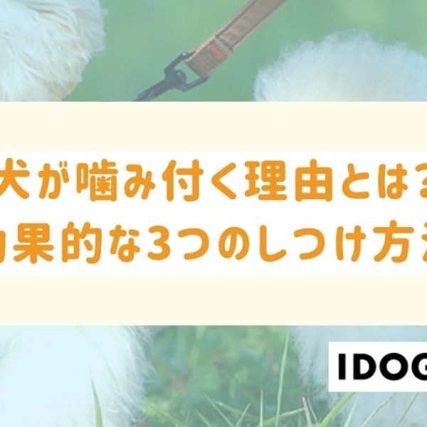犬が噛み付く理由とは？効果的な3つのしつけ方法とやりがちな失敗例も！
