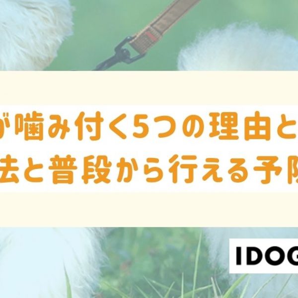 猫が噛み付く5つの理由とは？対処法と普段から行える予防策まで解説！