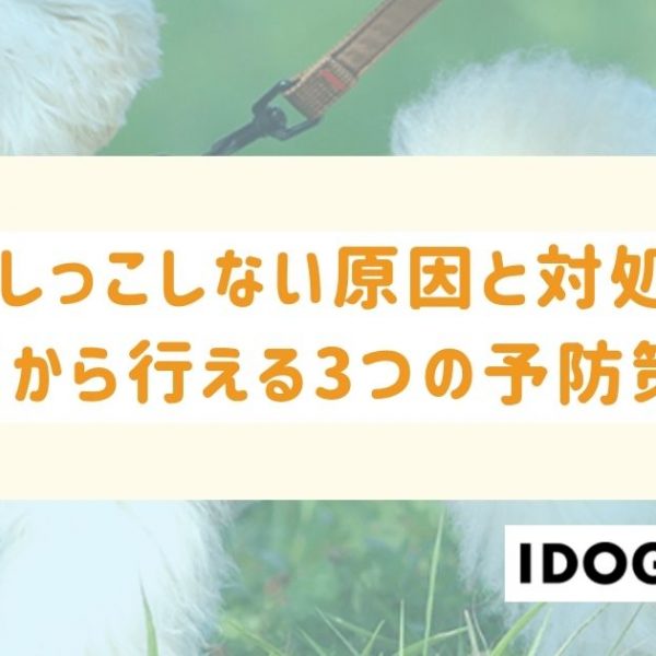 猫がおしっこしない原因と対処法は？今日から行える3つの予防策も！