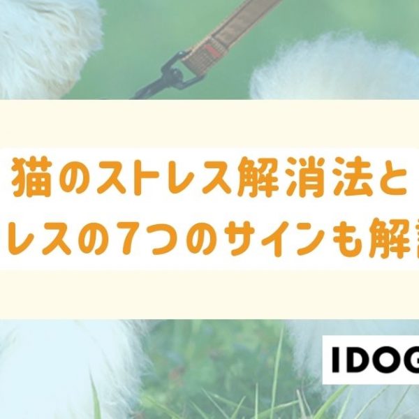 猫のストレス解消法とストレスを感じている7つのサインも解説！