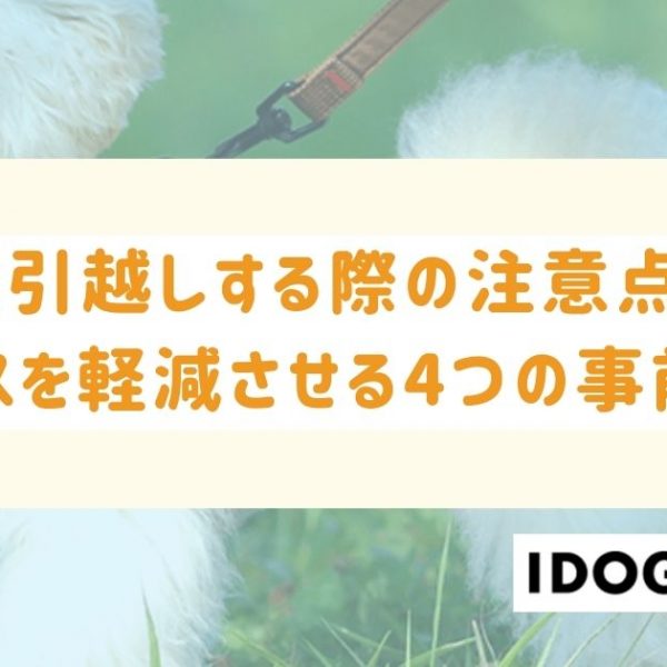 猫と引越しする際の注意点は？ストレスを軽減させる4つの事前準備も！