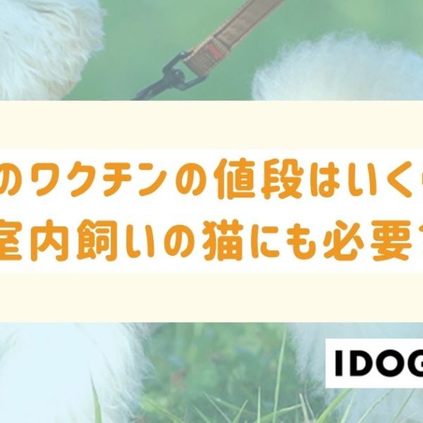 猫のワクチンの値段はいくら?室内飼いの猫にも必要?費用を下げる方法も