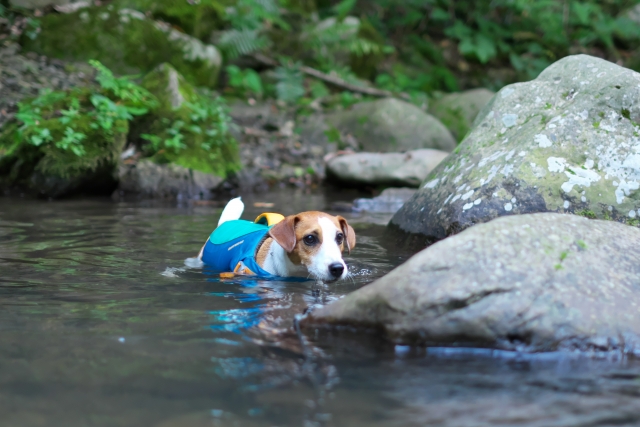アウトドアで犬の水遊びデビュー