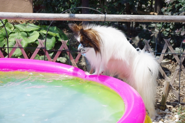 水遊びデビューの練習でプールに入る犬