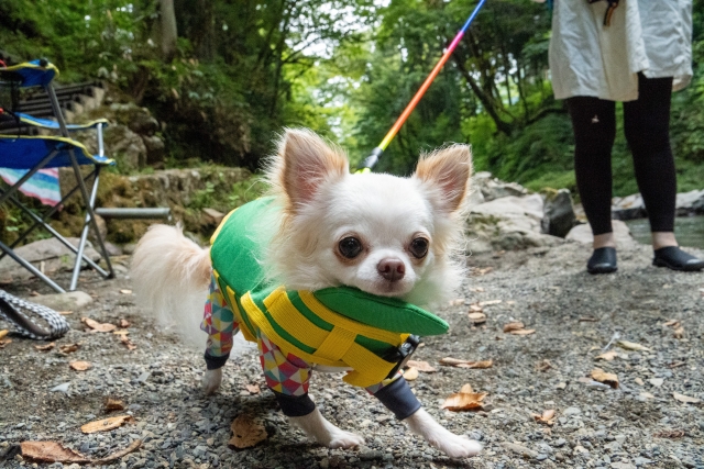 犬の水遊びデビュー