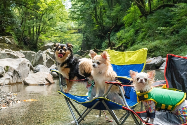 水遊びデビューで川遊びする３匹の犬