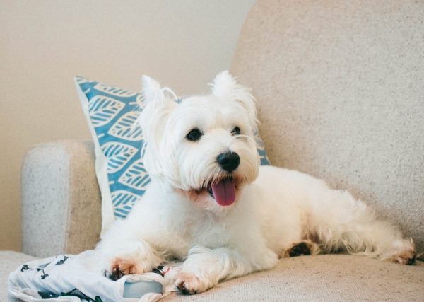 犬がソファーにのりたがるのはなぜ？愛しい理由と注意点