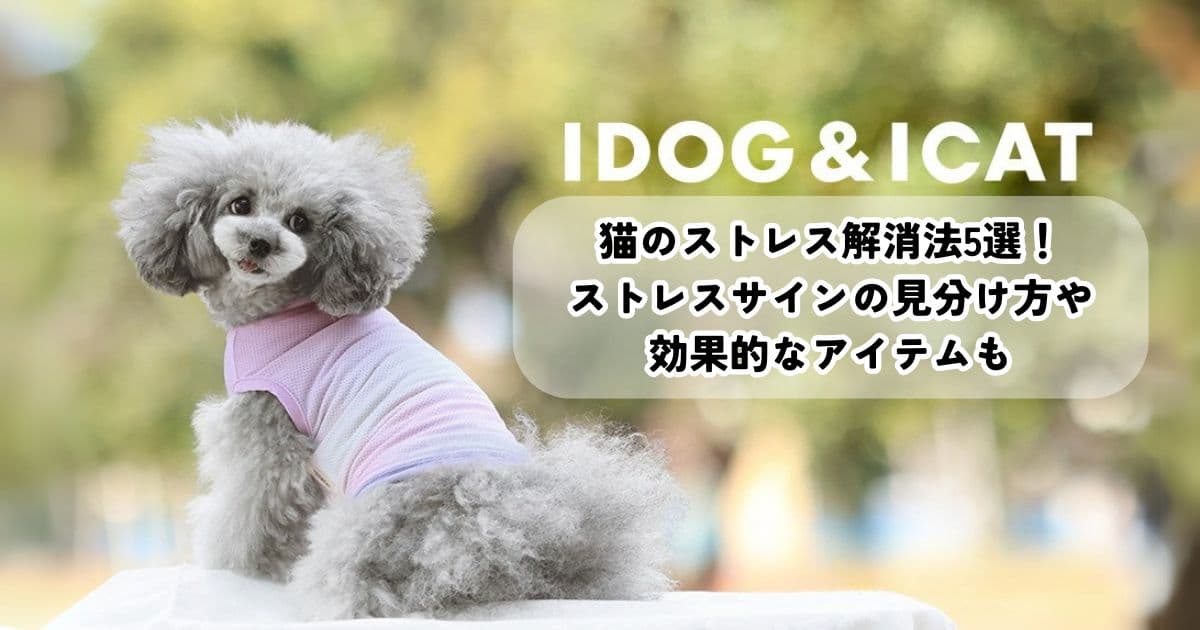 猫のストレス解消法5選!ストレスサインの見分け方や効果的なアイテムも