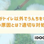 猫がトイレ以外でうんちをする3つの原因とは？適切な対処法と再発防止策