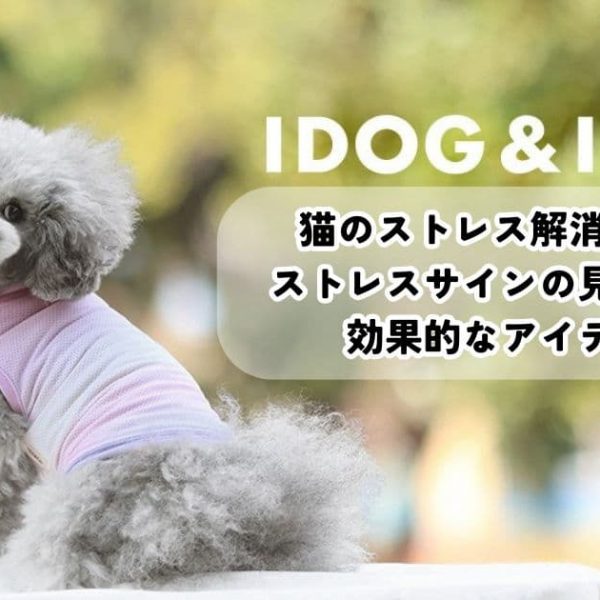 猫のストレス解消法5選！ストレスサインの見分け方や効果的なアイテムも