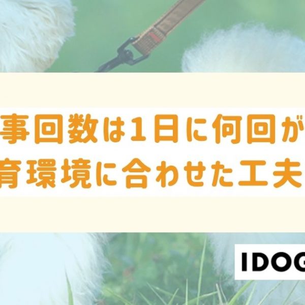猫の食事回数は1日に何回がベスト？飼い主の生活スタイルに合わせた工夫も！