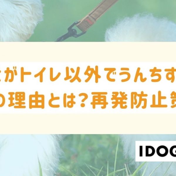 犬がトイレ以外でうんちする6つの理由とは？再発防止策も徹底解説！