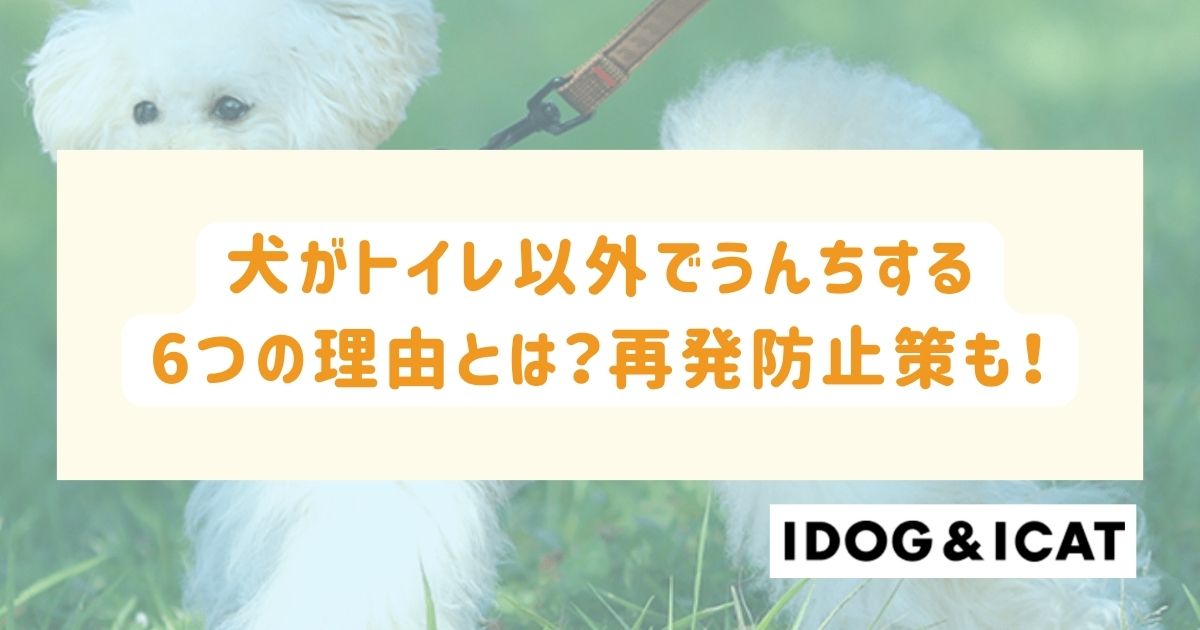 犬がトイレ以外でうんちする6つの理由とは？再発防止策も徹底