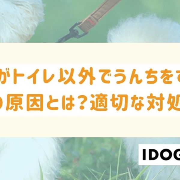 猫がトイレ以外でうんちをする3つの原因とは?適切な対処法と再発防止策