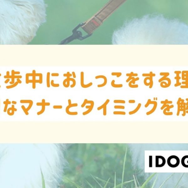 犬が散歩中におしっこをしたがる理由とは？適切なマナーとタイミングを解説！