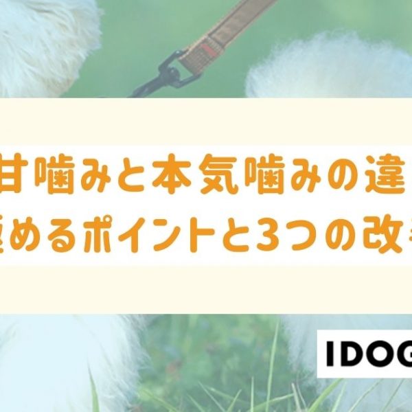猫の甘噛みと本気噛みの違いは？見極めるポイントと3つの改善策を解説！