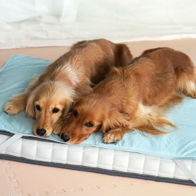 犬の暑さ対策グッズのクールマット