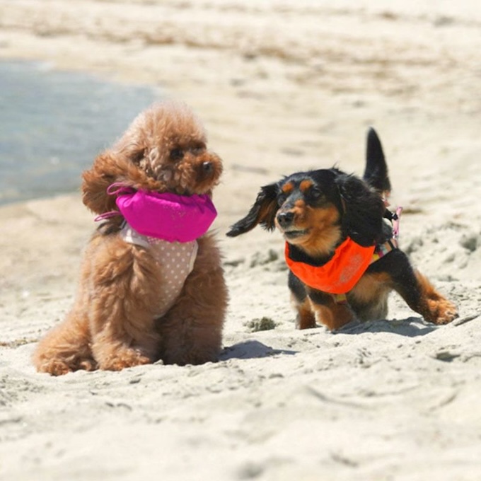 犬の暑さ対策グッズの保冷ネッククーラー