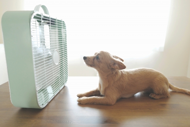 犬の暑さ対策グッズのサーキュレーター