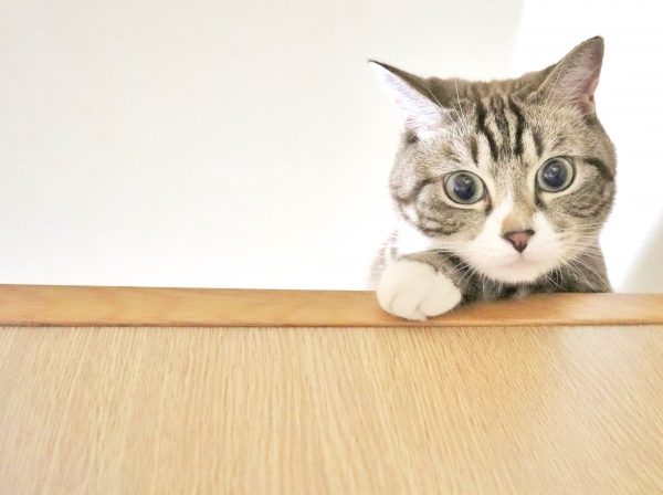 猫のための防災準備チェックつき｜愛猫を守るために準備すべきアイテム10選