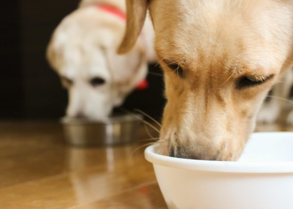犬の早食い原因とリスク｜トラブル対処方法と早食い防止対策おすすめアイテム