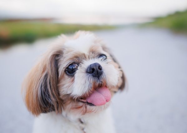 犬のシニア期は三段階｜老化サインと段階ごとの症状・対策を解説