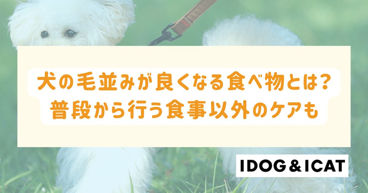犬の毛並みが良くなる5つの食べ物とは?普段から行う食事以外のケアも