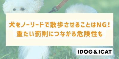 犬をノーリードで散歩させることはNG！重たい罰則につながる危険性も