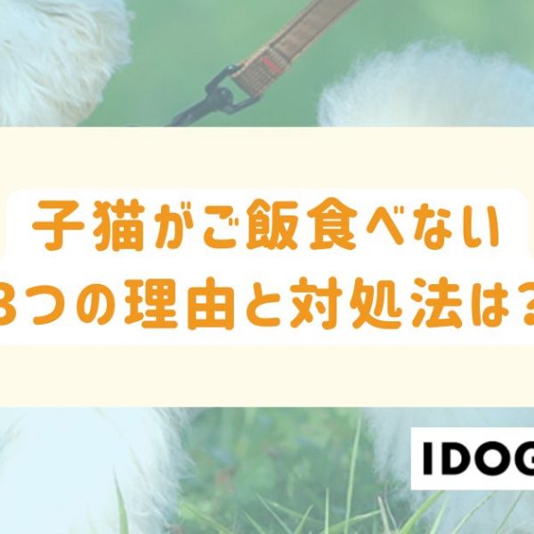 子猫がご飯食べない3つの理由と対処法は？食欲促進させるテクニックも！