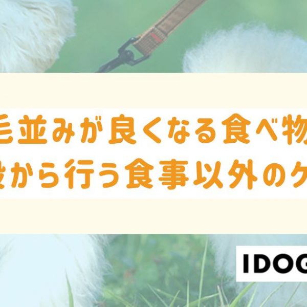 犬の毛並みが良くなる5つの食べ物とは?普段から行う食事以外のケアも
