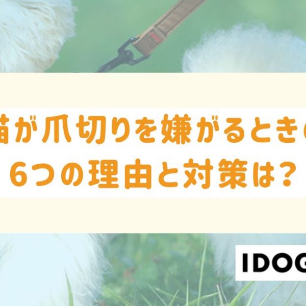 猫が爪切りを嫌がるときの6つの理由と対策は？緊急時のトラブル対処法も！
