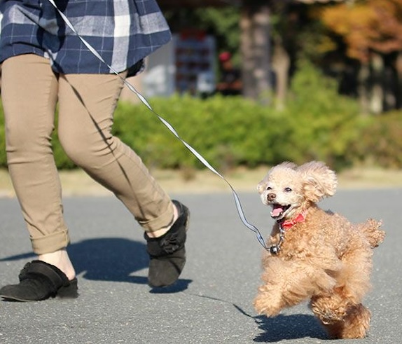 愛犬にぴったりのリードをつけて散歩する犬
