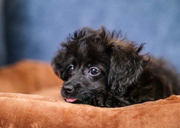 犬のイボ、良性か悪性か?老犬にできやすい?病院へ行くべきイボの見分け方