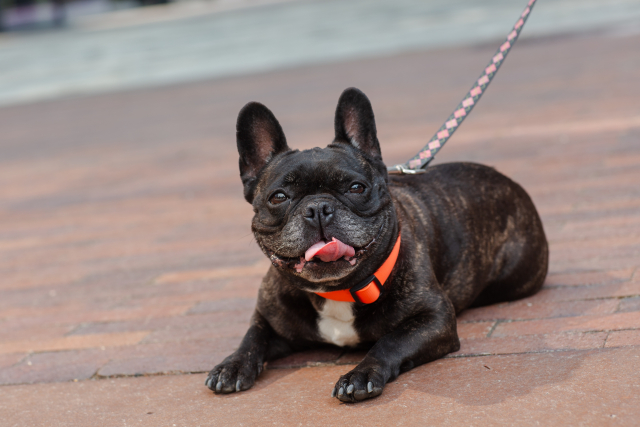 愛犬にぴったりのリードをつけて散歩する犬